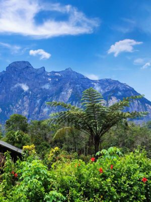 Kinabalu Gold 2