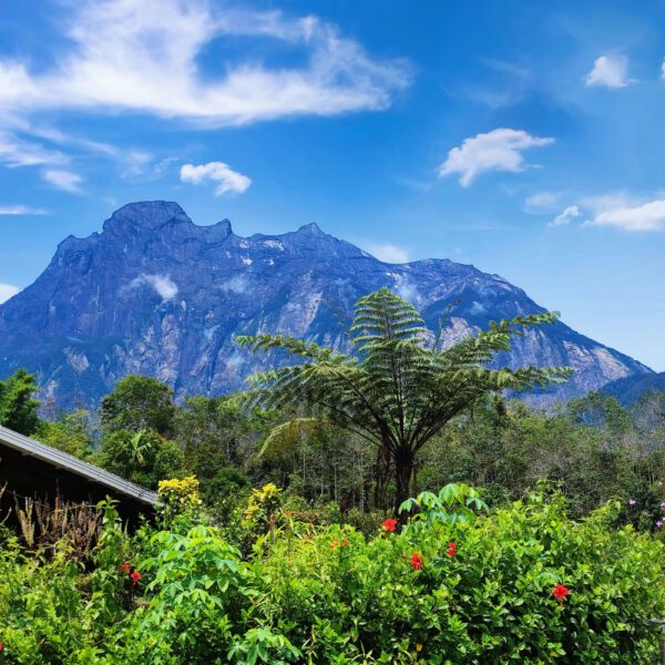 Kinabalu Gold 2