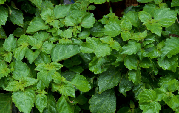 Patchouli