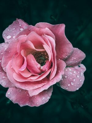 Ruh Gulab – Pink Rose Otto