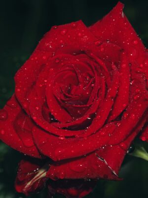 Ruh Gulab – Red Rose Otto